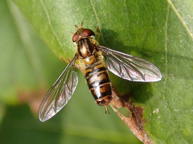 Syrphidae da Id.